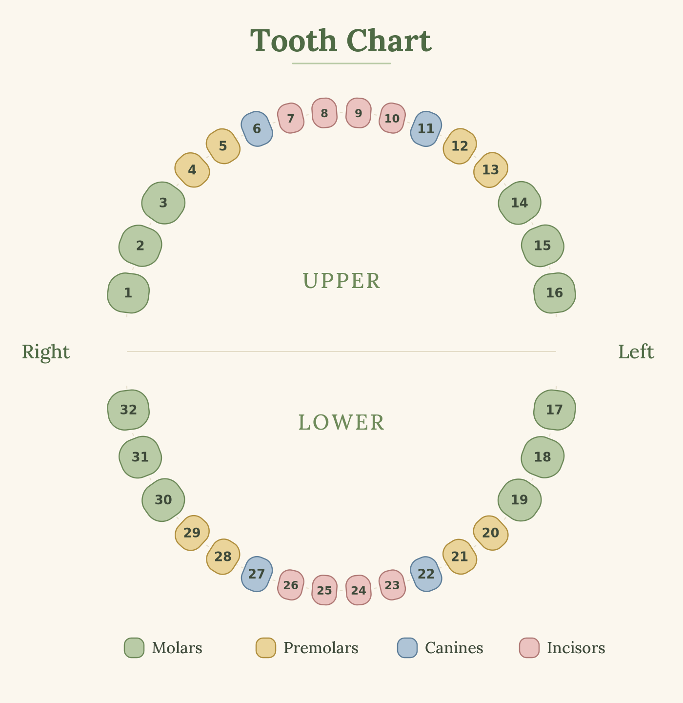 Numbered adult tooth chart, teeth 1 to 32